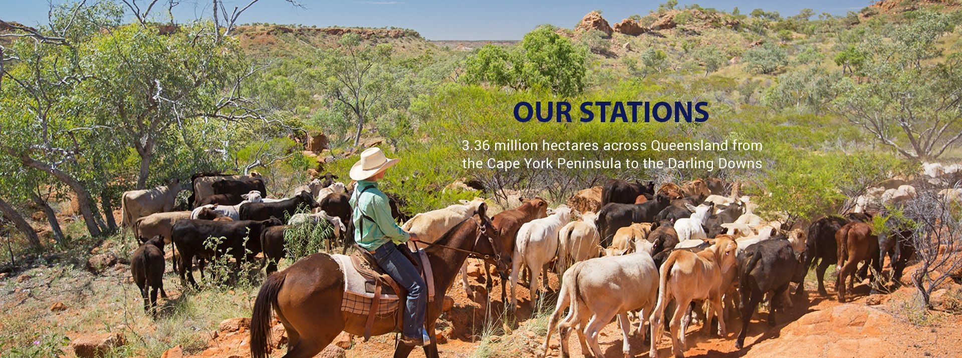 MDH Pty Ltd Australian Beef Cattle Cattle Station Careers Beef Sales MDH Pty Ltd Australian Beef Cattle Cattle Station Careers Beef Sales